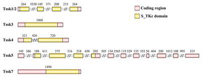 Expression of the Testis-Specific Serine/Threonine Kinases Suggests Their Role in Spermiogenesis of Bay Scallop Argopecten irradians
